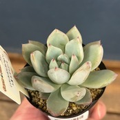 farmPALKさん苗 エケベリア (メキシカンG × cタパルパ) × 黒爪ザラゴーサ【763】