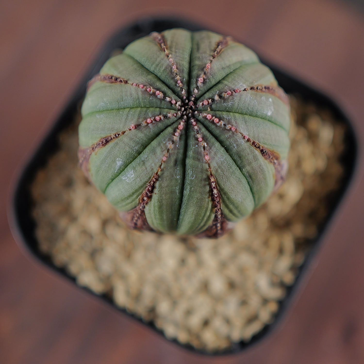 ユーフォルビア オベサ(メス) 美株 ユーフォルビア オベサ メス株 雌株 美株 Euphorbia obesa 多肉植物