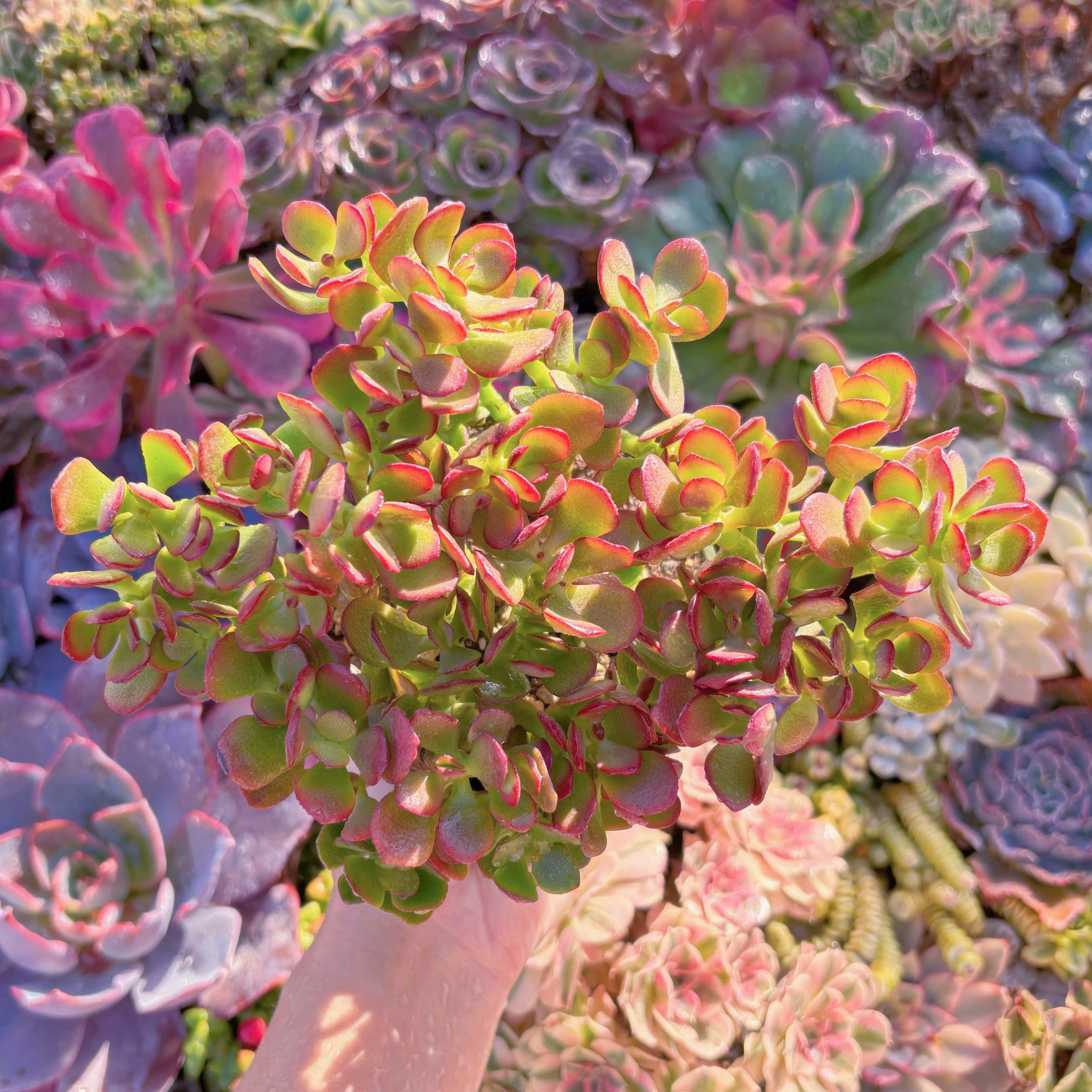 多肉植物　オバタ ’ミニマ’　新入荷　るる農園