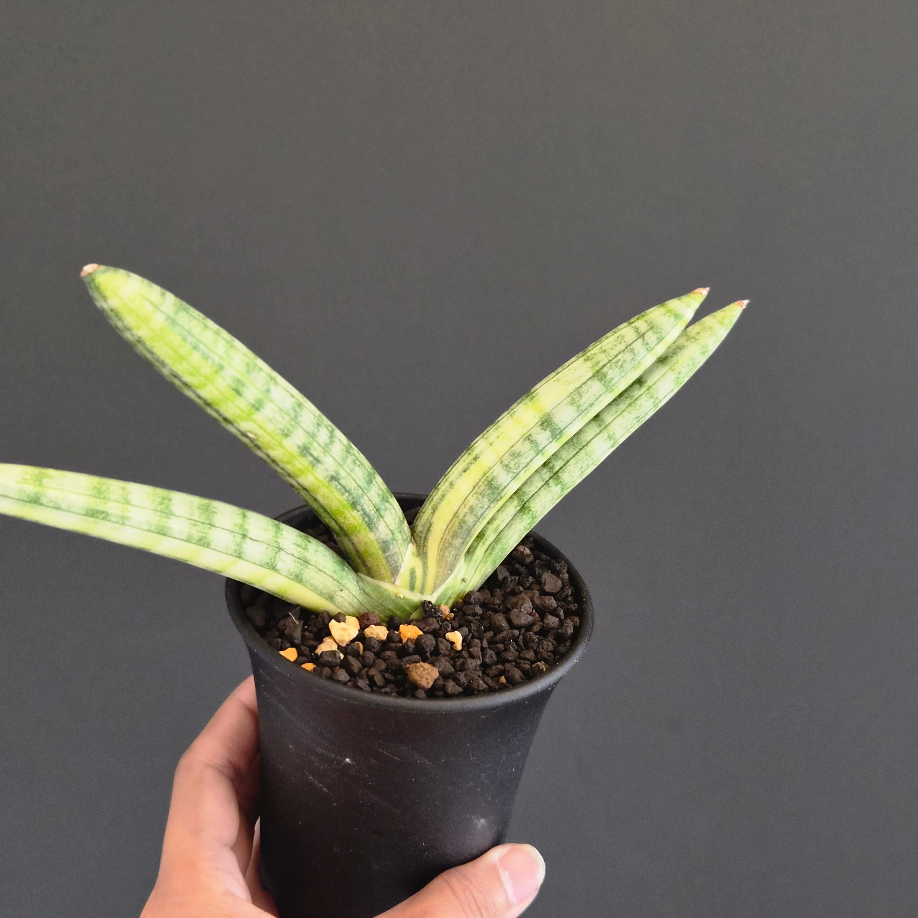 サンスベリア・カタナ 斑入り（Sansevieria Katana Variegated