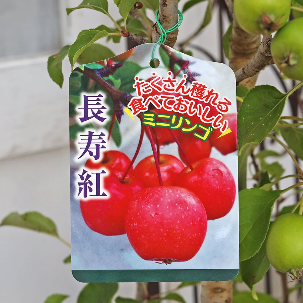 現品販売 果樹苗木 実付き 姫りんご 長寿紅 クラブアップル 8号 H120cm