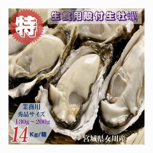 牡蠣 特別価格提供 生食用 業務用 宮城県女川雄勝産 殻付き生牡蠣 秀品サイズ 14kg /箱 産地直送 送料無料