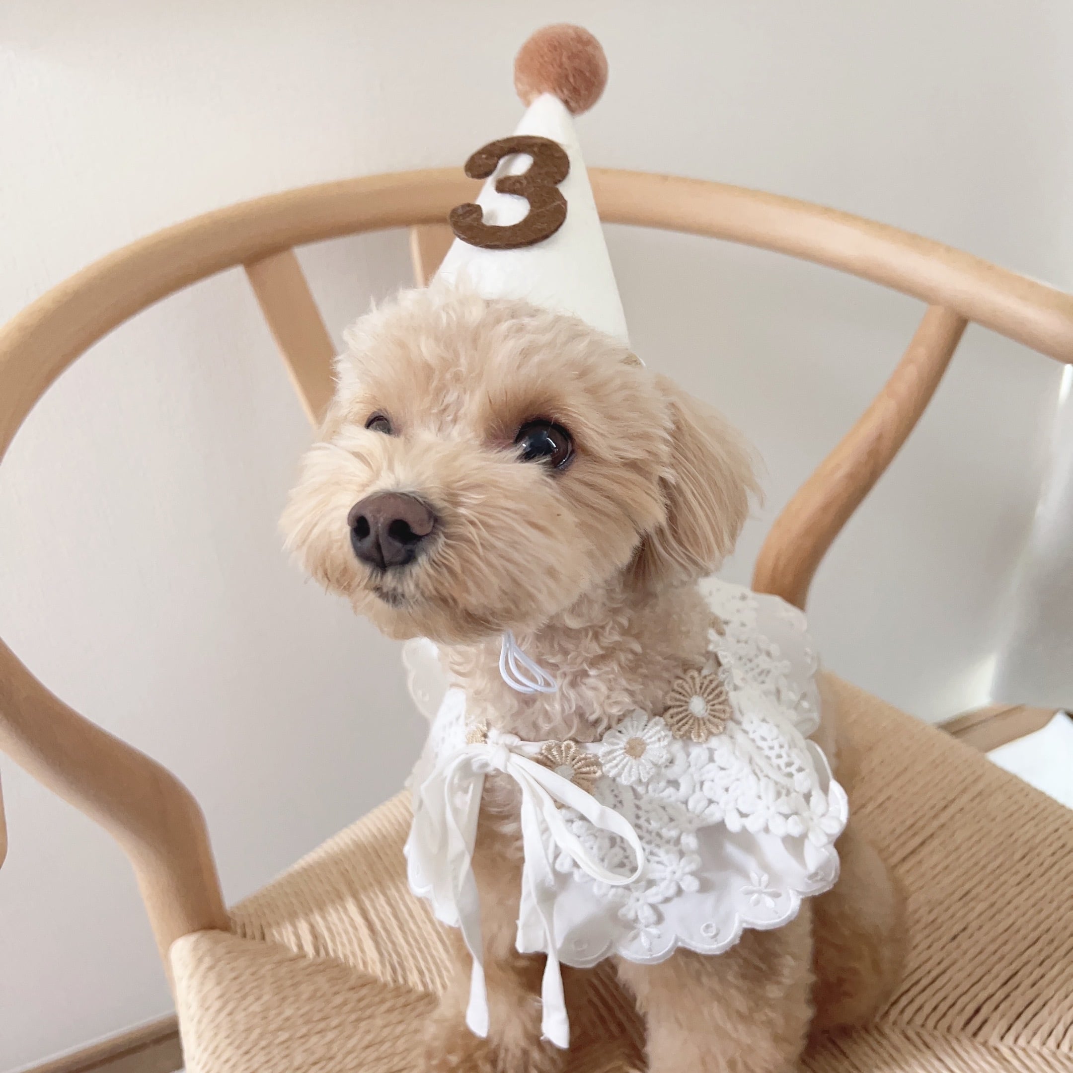 お誕生日三角帽