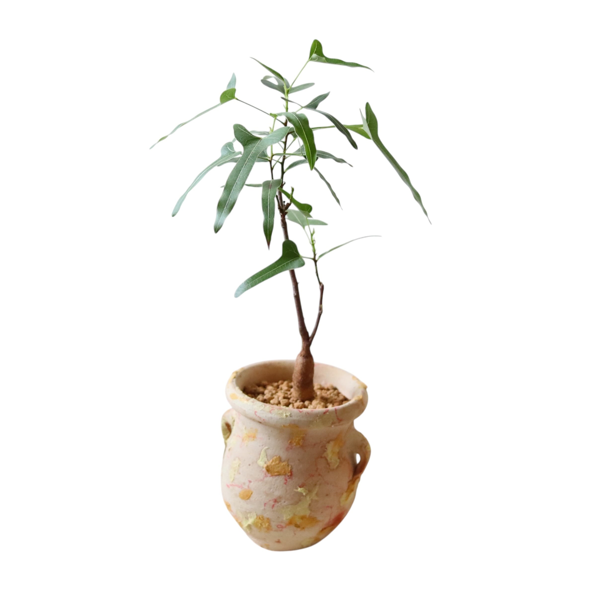 ボトルツリー(45cm)