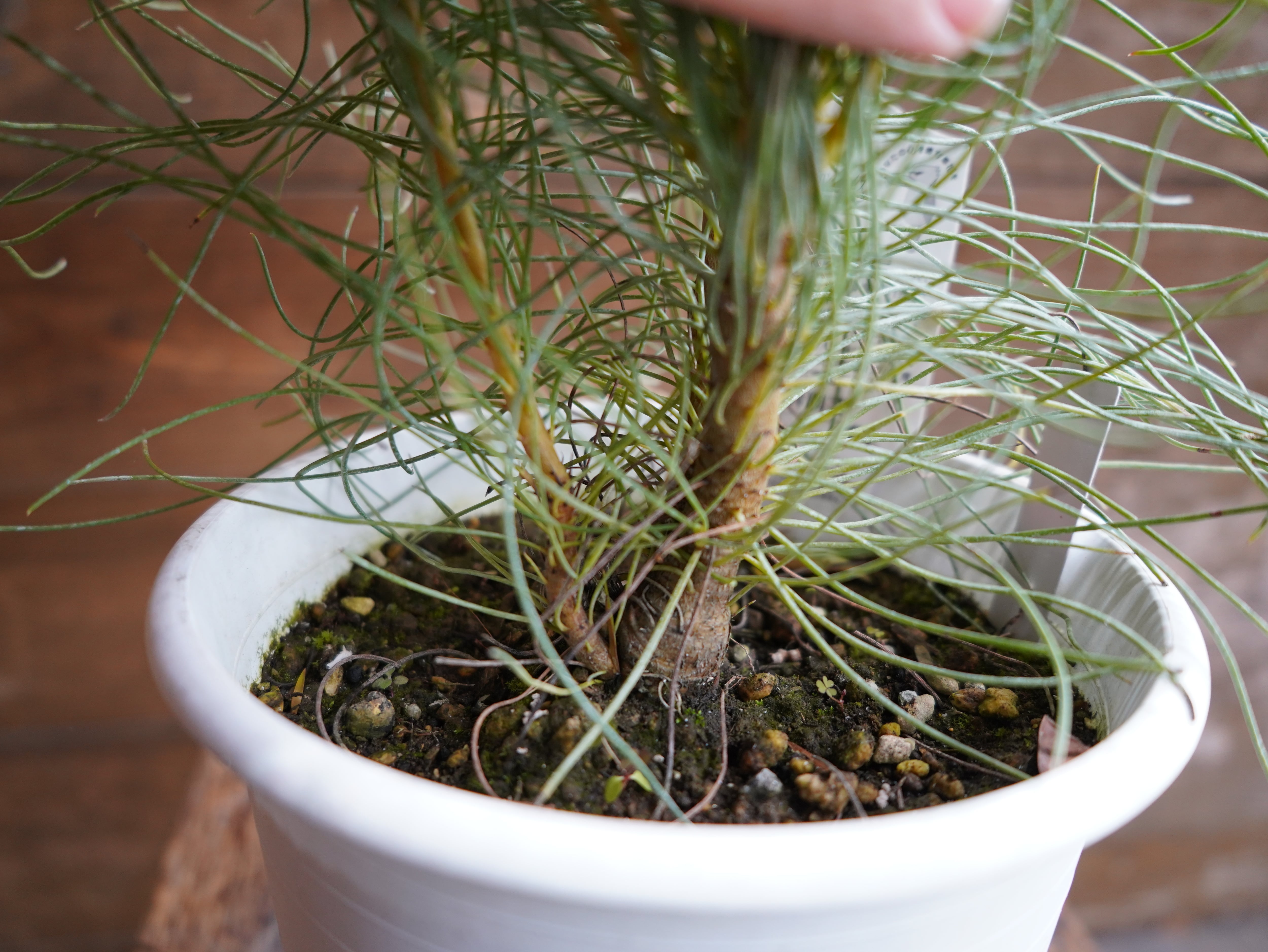 【現物】オーラックス　カンセラータ　”ブロンズヘイズ”　C