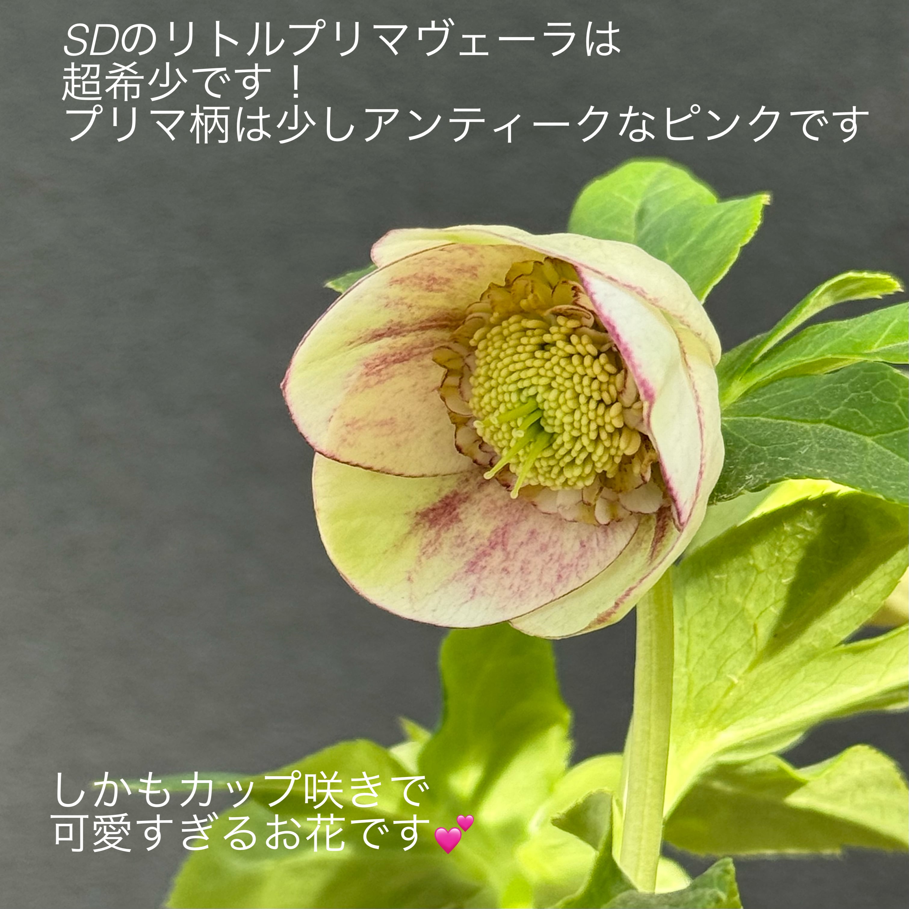 クリスマスローズ 認定Little Collection 多弁系ビンク 加藤農園