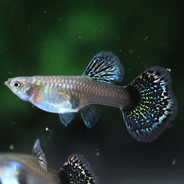 レッドドラゴン 2ペア