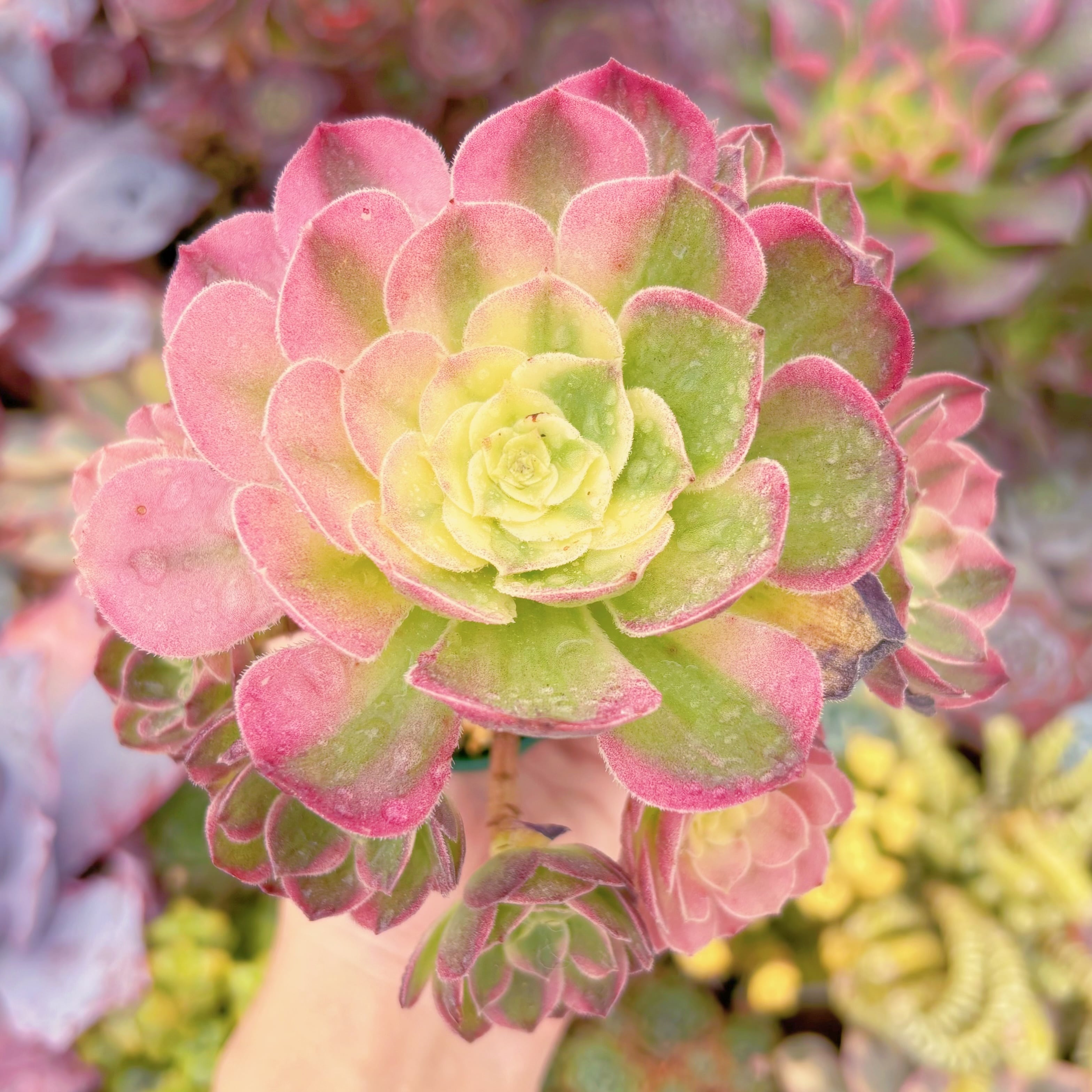 現品　玉姿#807　群生　るる農園