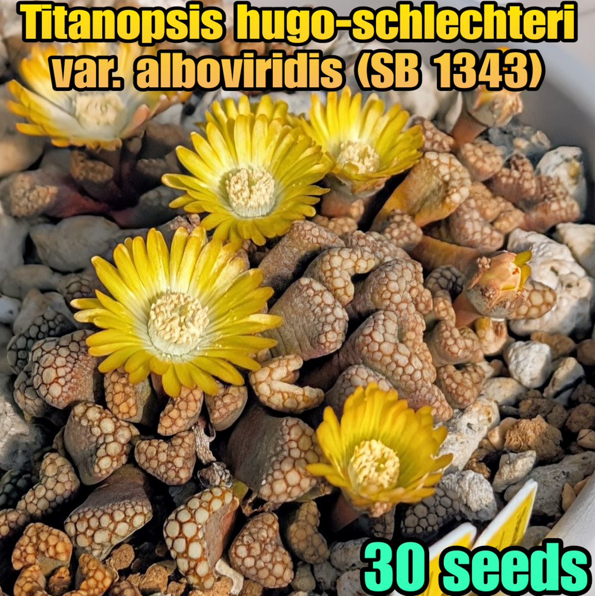 種子(少量パック)/30粒】Titanopsis hugo-schlechteri var