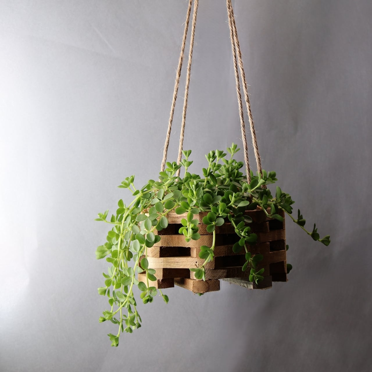 344 ころんとした葉が可愛い『ペペロミア デピーナ Peperomia deppeana