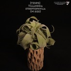 【送料無料】streptophylla M〔エアプランツ〕現品発送T3595
