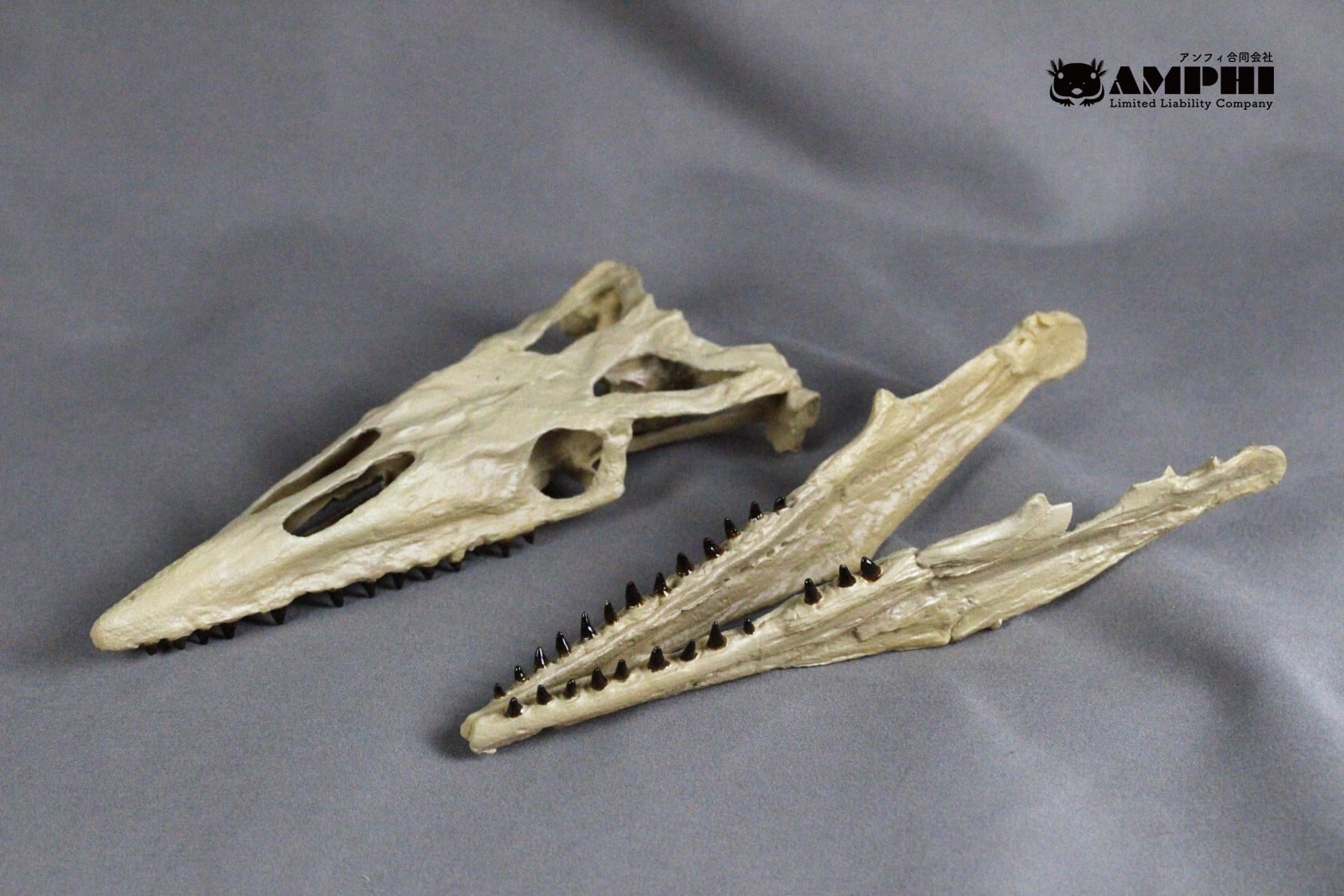 モササウルス 縮小頭骨模型 | アンフィ合同会社