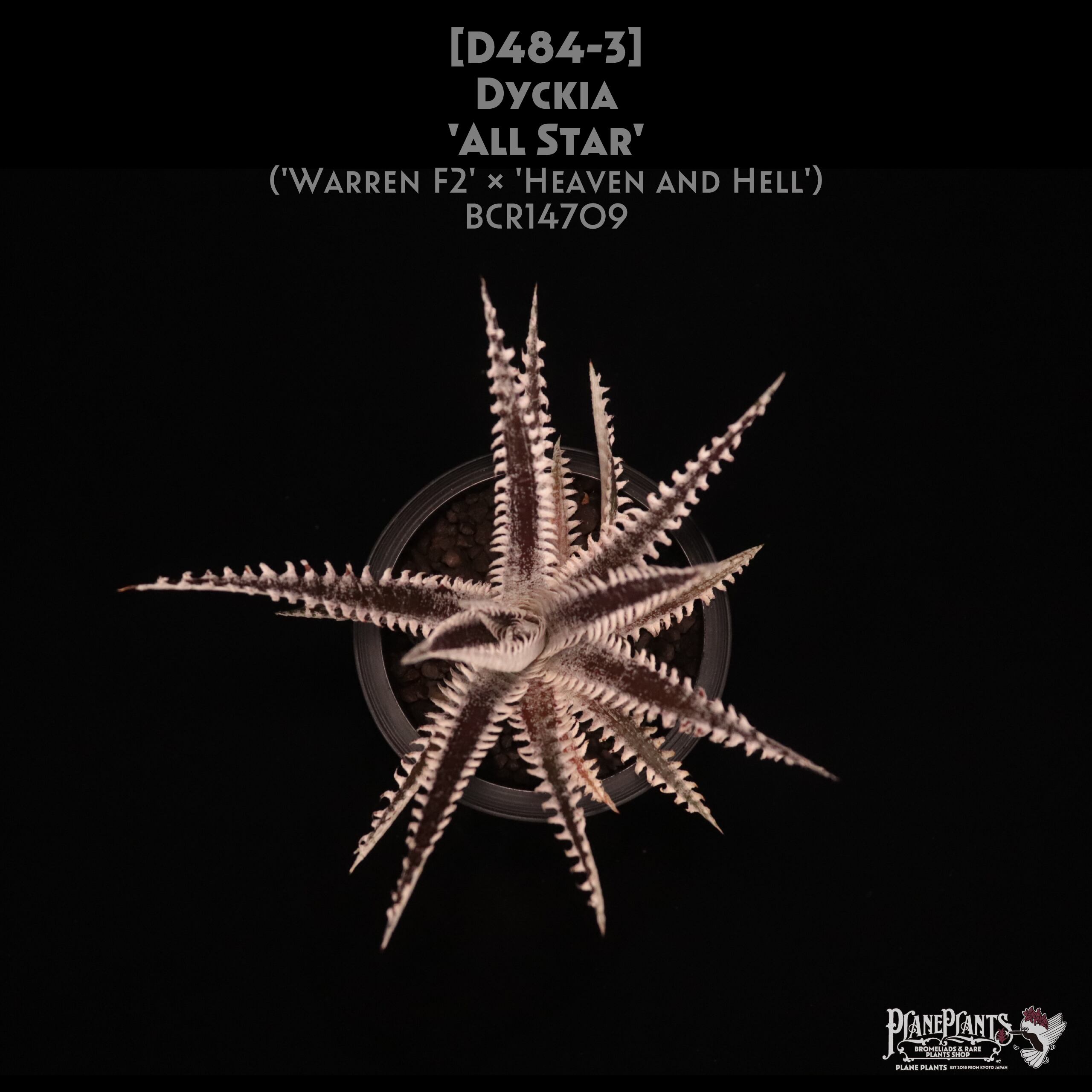 Deinacanthon urbanianum デイナカントン (検dyckia ブロメリア販売 - Amazonico アマゾニコ