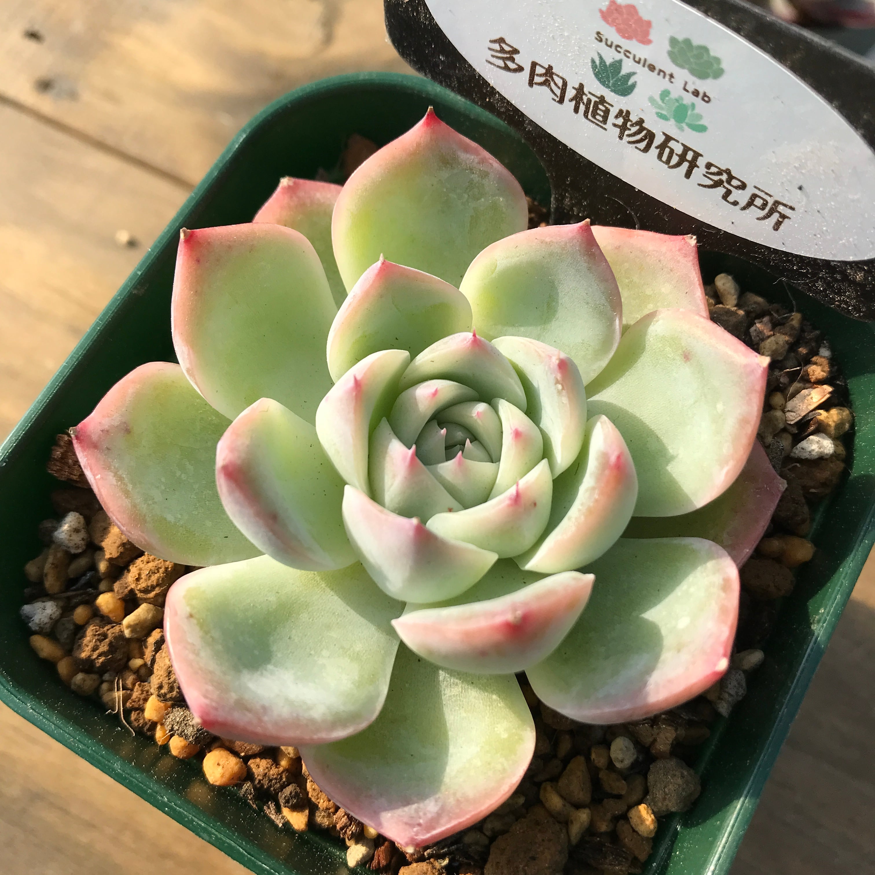 現物商品 クリスタルローズ Echeveria Elegans Potosina Crystal Rose 輸入苗 多肉植物研究所