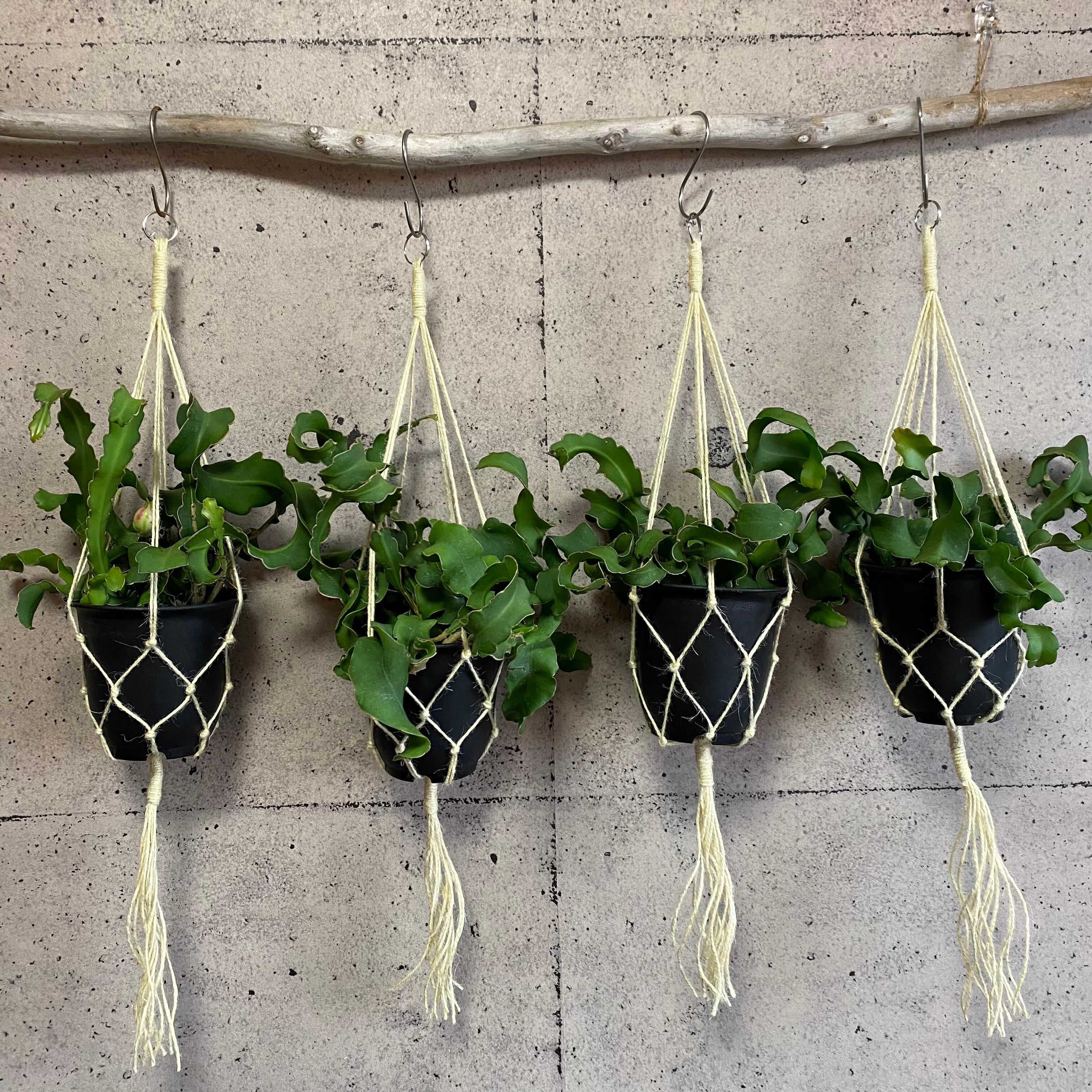 エピフィラム グアテマレンシス ハンキング 1ポット Planet Plants プラネットプランツ