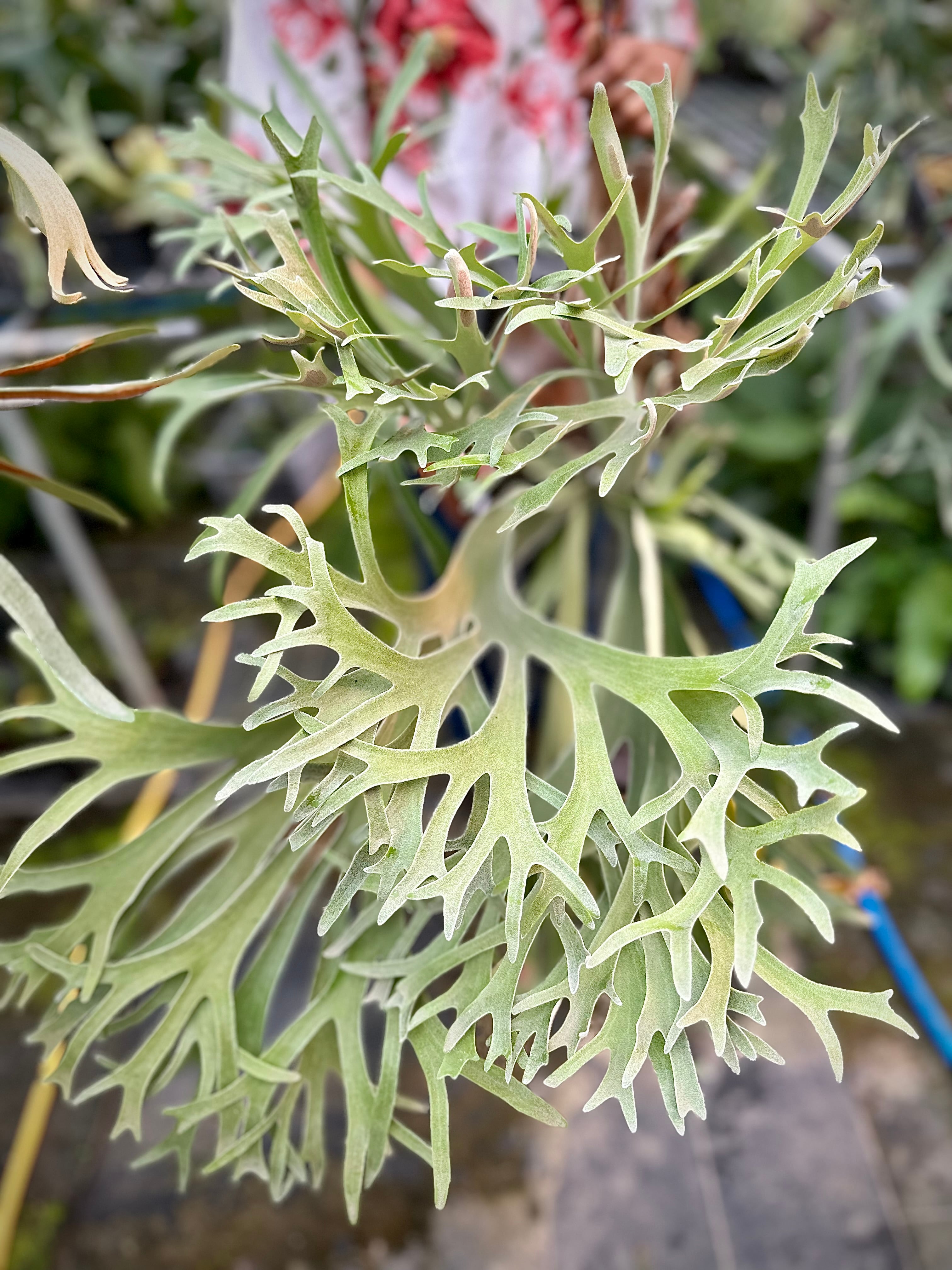 Platycerium_ビカクシダ | vandaka plants