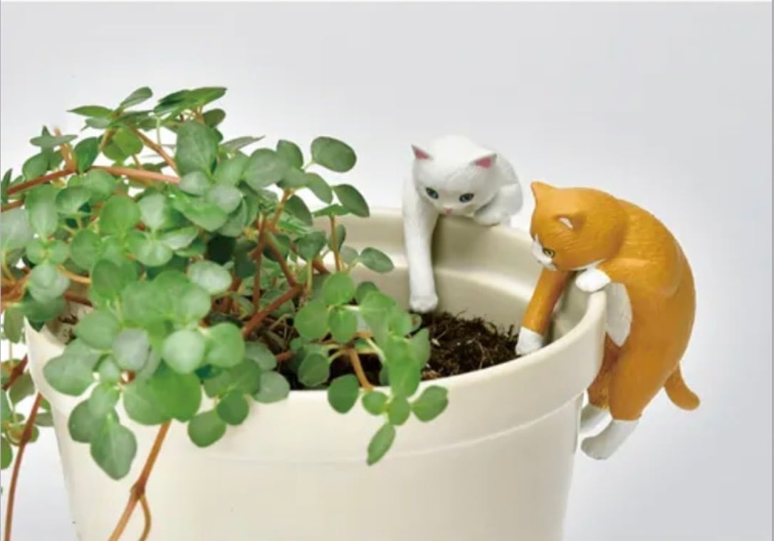 栽培セット じゃれ猫水草鉢 白猫 | ねこ貴族 （by里親募集型保護猫