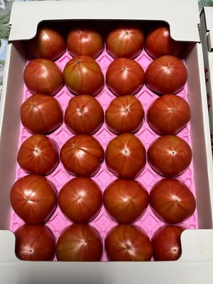 新鮮桃太郎春トマト　２４個　トレイ入り　4.5㎏以上　４４００円