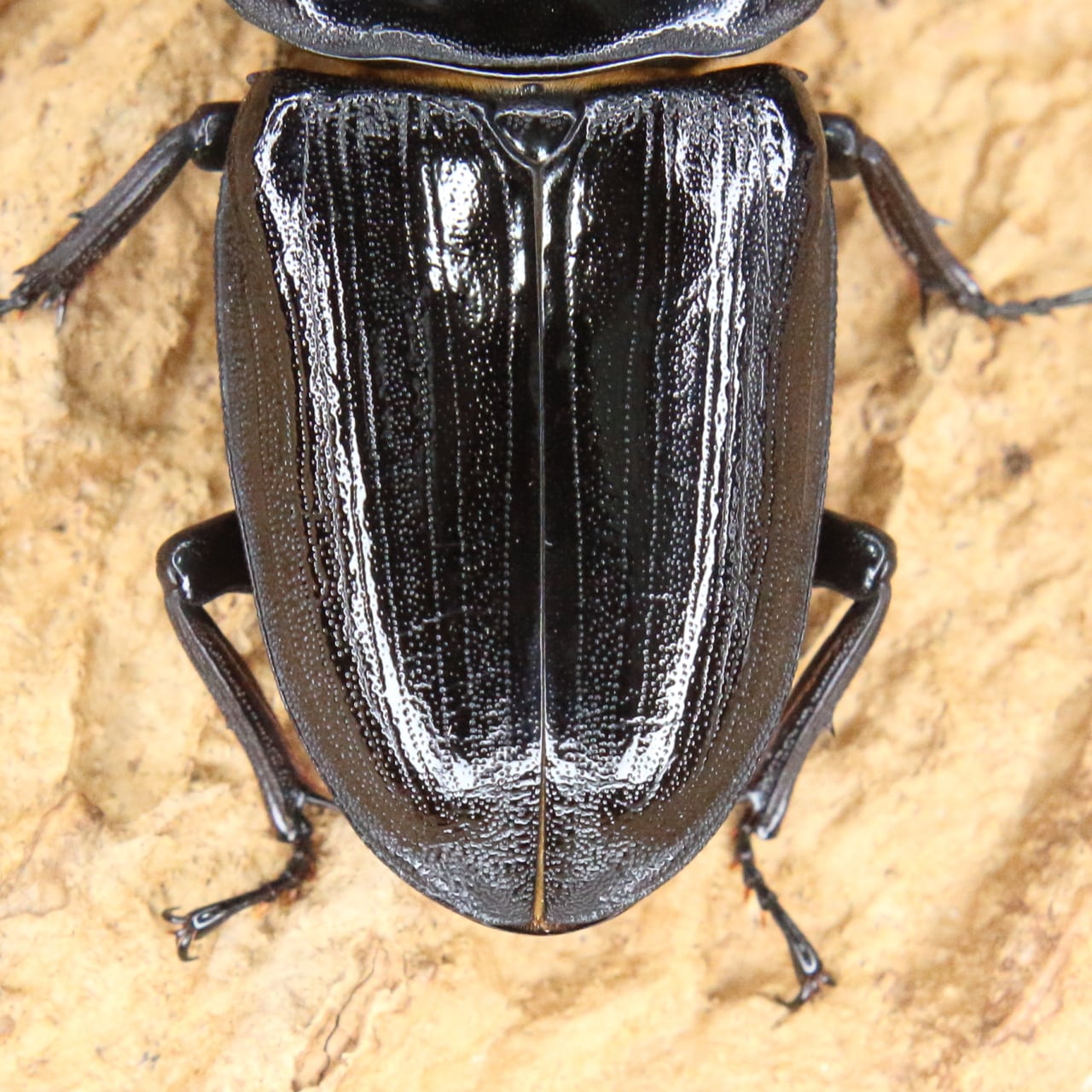 ⬇︎値下】♂82.5mm能勢YG オオクワガタ トリオ【未使用・越冬済】