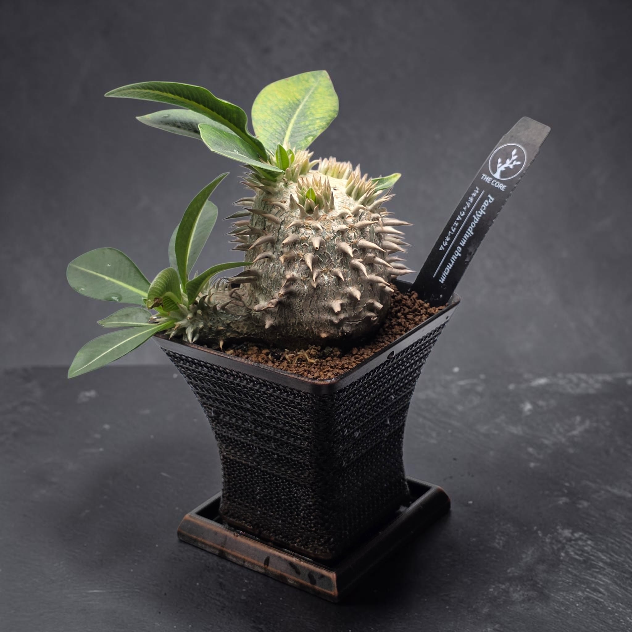 まん丸・美株】パキポディウム・エブレネウム (Pachypodium eburneum
