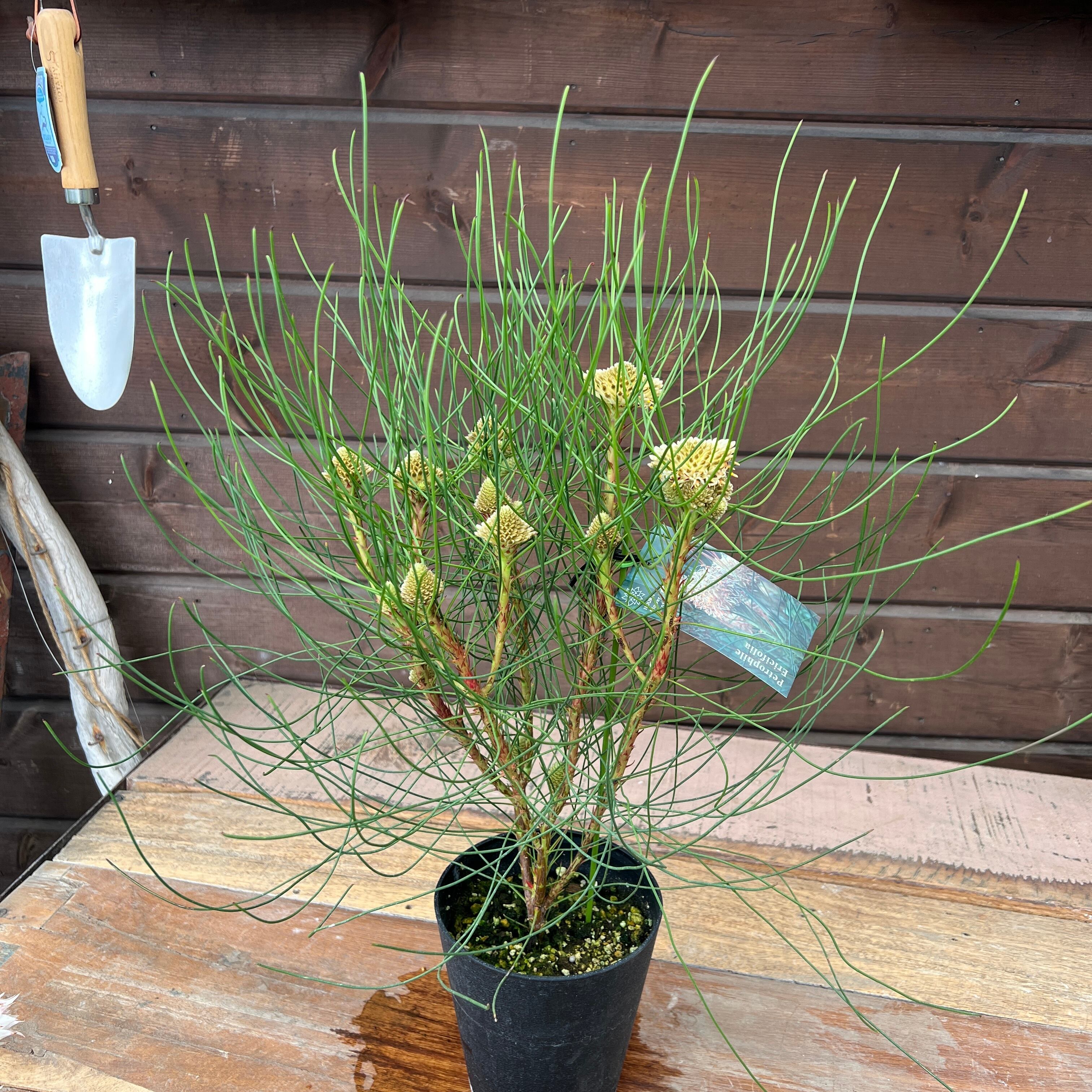 ペトロフィル エリシフォリア② | 沼ノ上農園