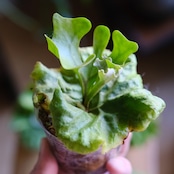 <SELECT STOCK> Platycerium ridleyi var. Dwarf & Compact|ビカクシダ リドレイ ドワーフ&コンパクト