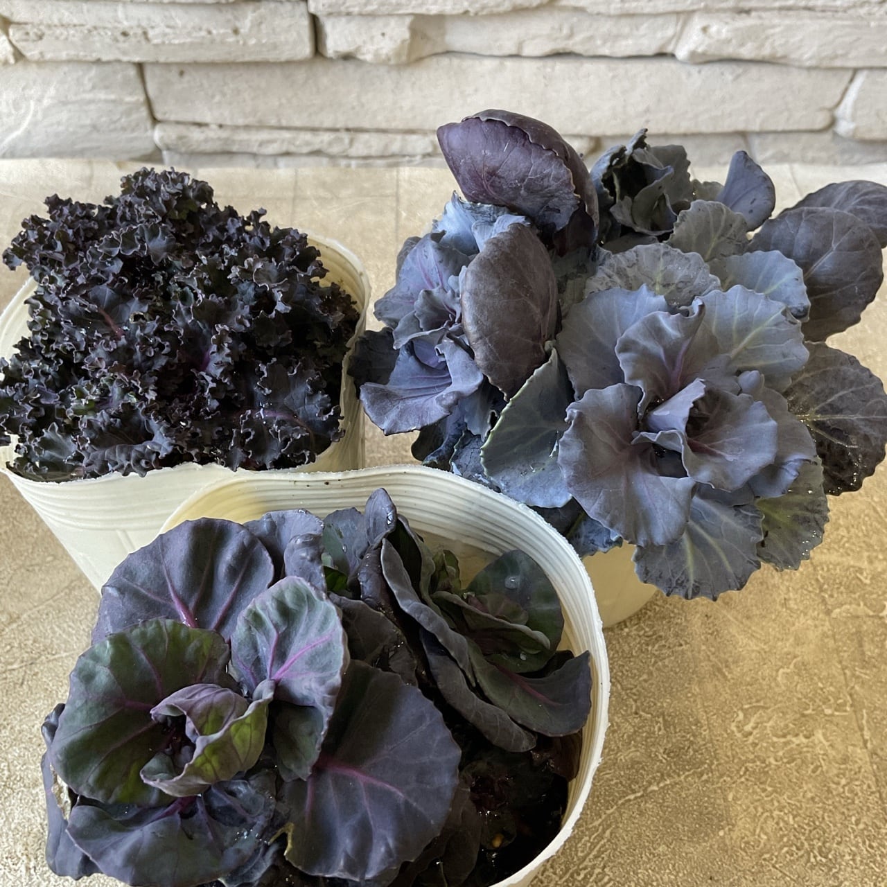 プレミアム葉牡丹 シャン・ド・フルール 選べる♪2種 3.5寸ポット