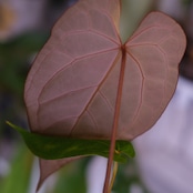 Anthurium Ace of Spade × Anthurium Zara × Michelle│アンスリウム・エースオブスペード×アンスリウム・ザラ・ミシェル│観葉植物