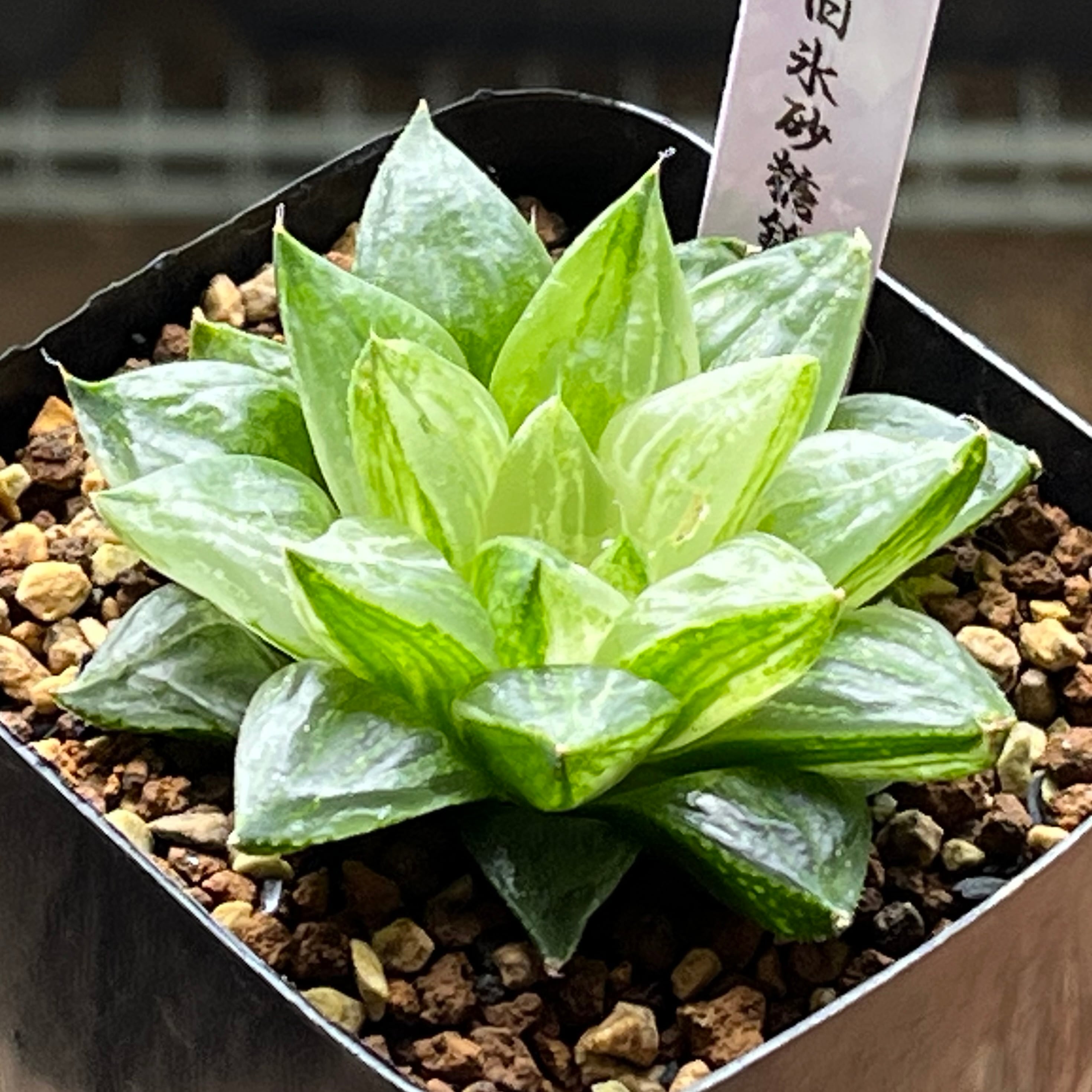 錦 | mocono_plants