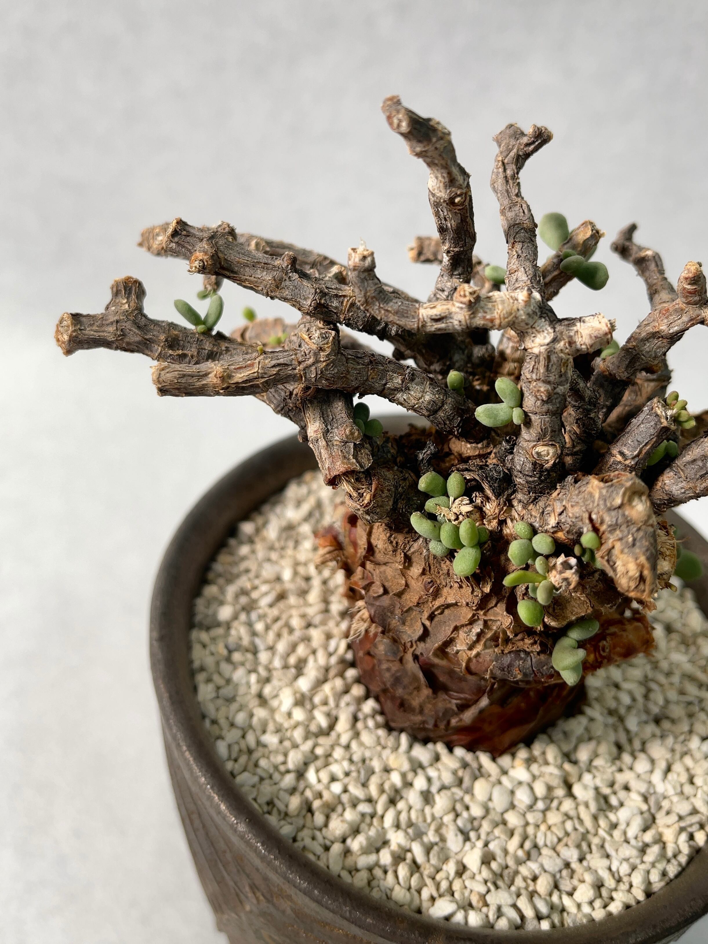 新里竜子 | trigger