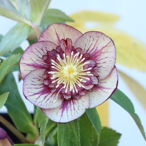 WS26-112 オーレア系ダークレッドリバーシブルセミダブル