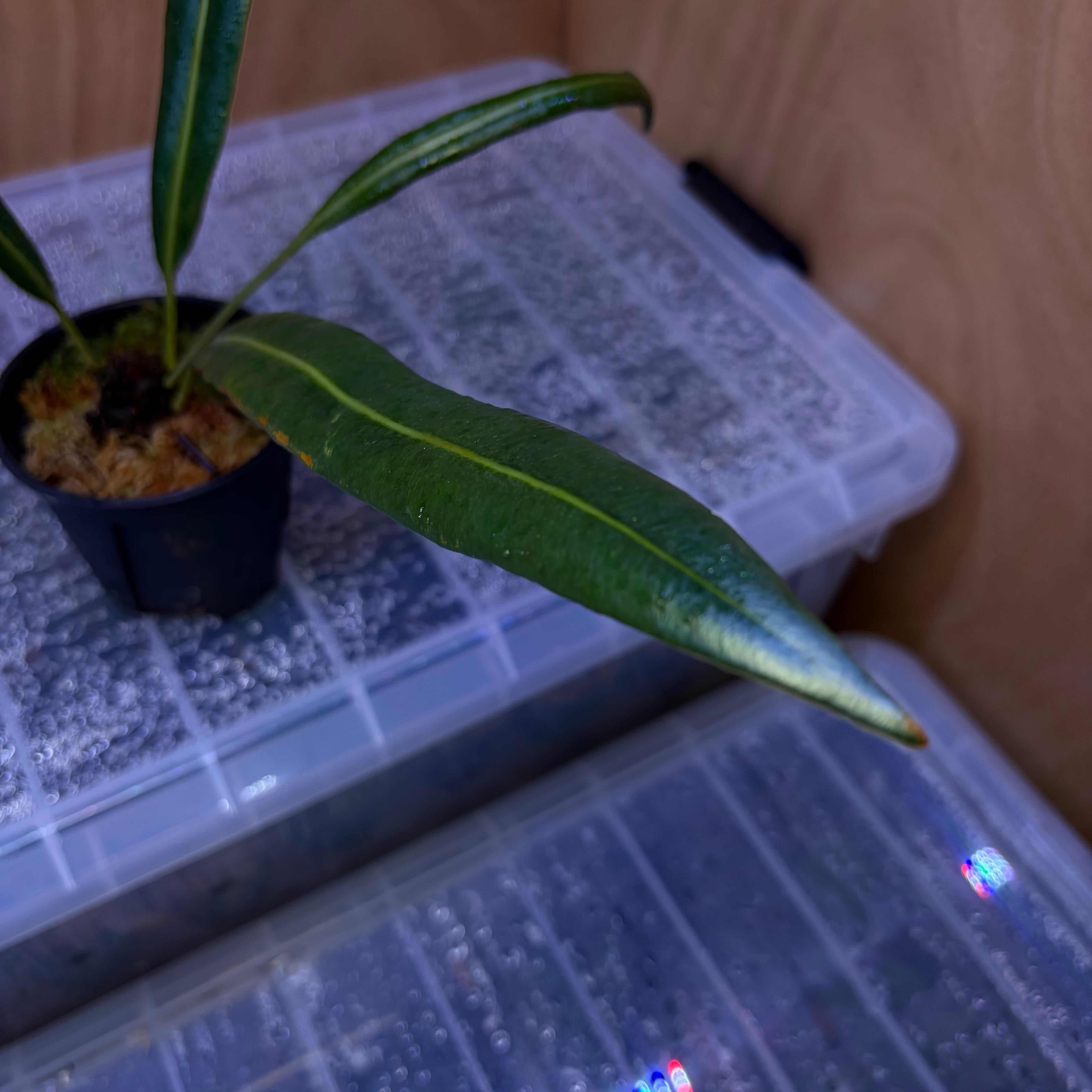 青光りシダ　Elaphoglossum herminieri エクアドル Elaphoglossum herminieri エクアドル 青光りシダ | 熱帯雨林植物専門
