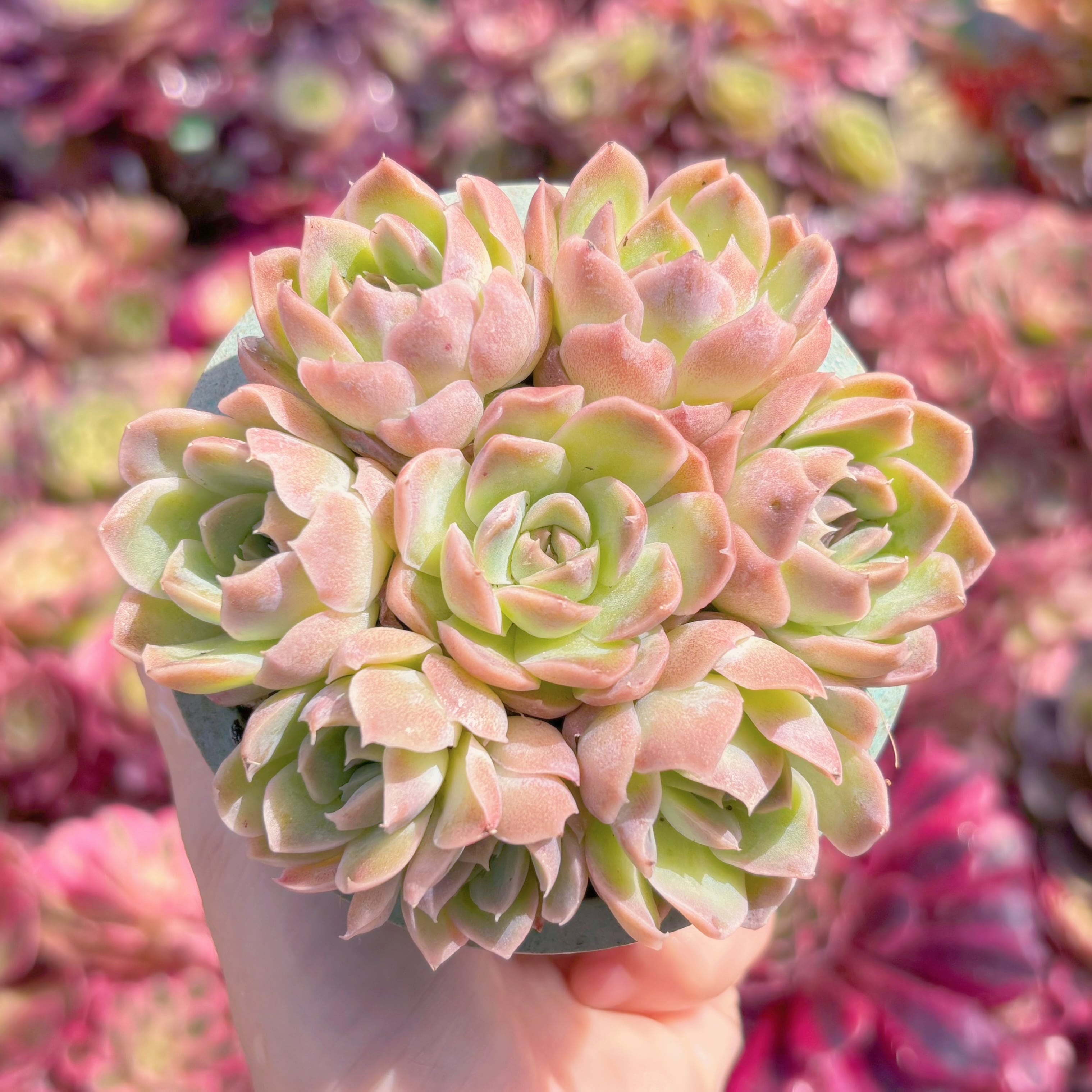 多肉植物　仰山雪(7苗)　新入荷　るる農園