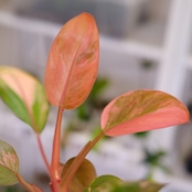 フィロデンドロン・レッドコンゴ / Philodendron Red Congo⑦