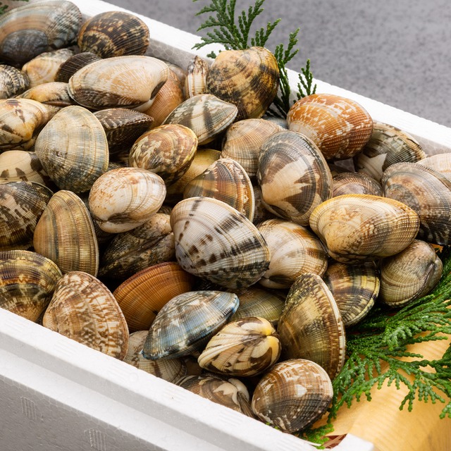 2026年2月13日（金）発送【さりひめ】完全国産 活あさり2kg