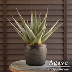 子株付き アガベ パープソラム Agave purpusorum 帝釈天 5号 陶器鉢 0830BK