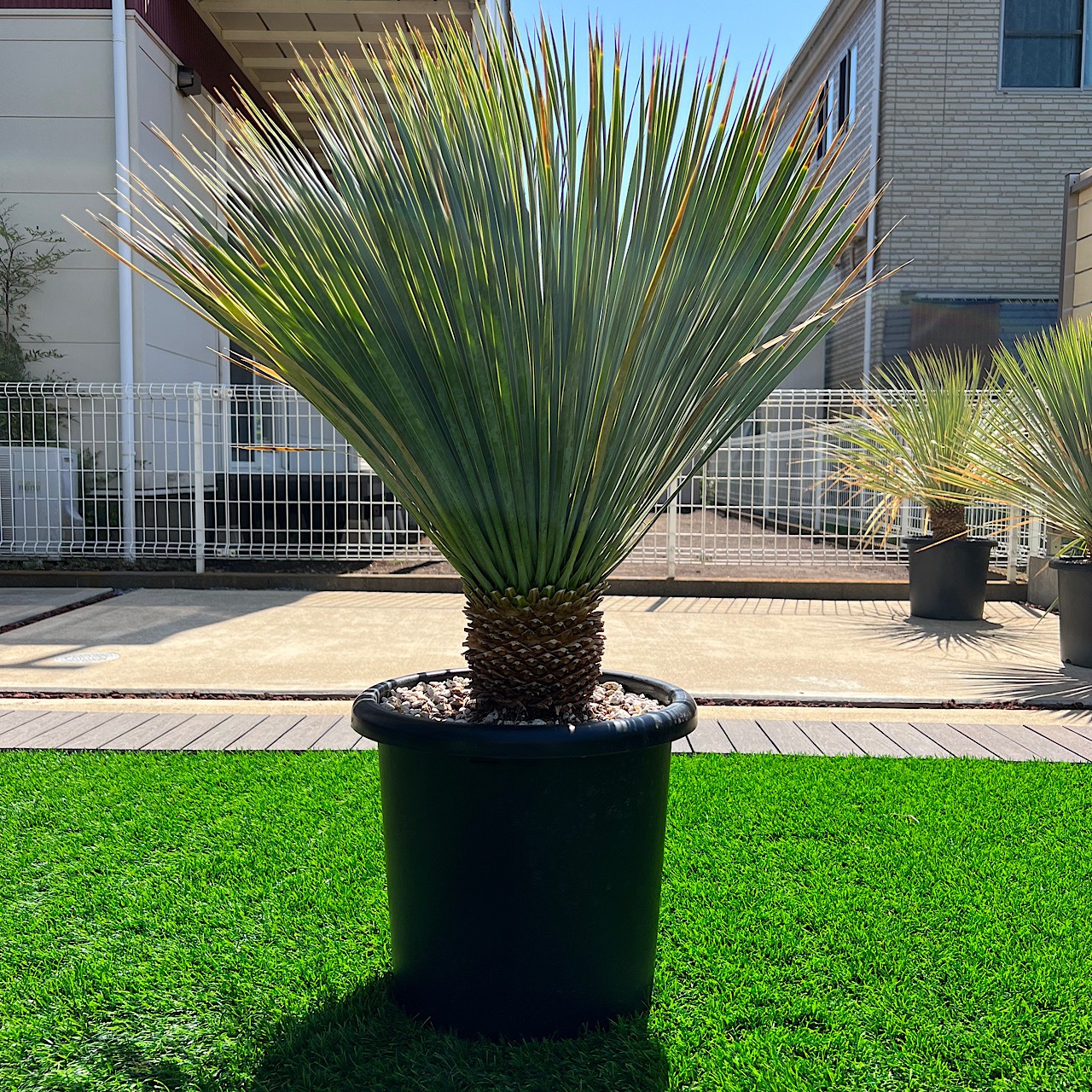 ユッカロストラータ 画像1