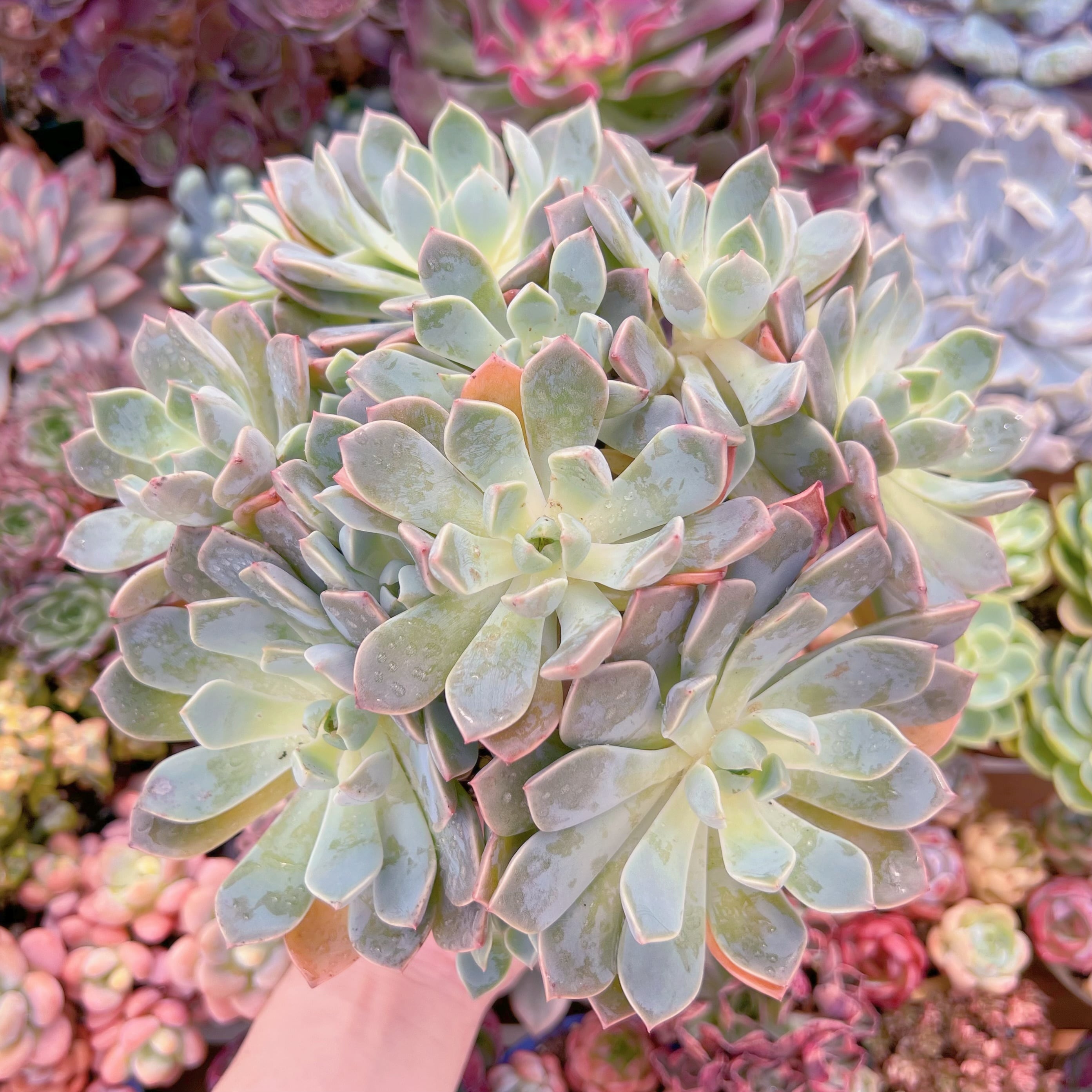 現品 Pretty in Pink#764 特大群生 るる農園 | るる農園~多肉植物専門