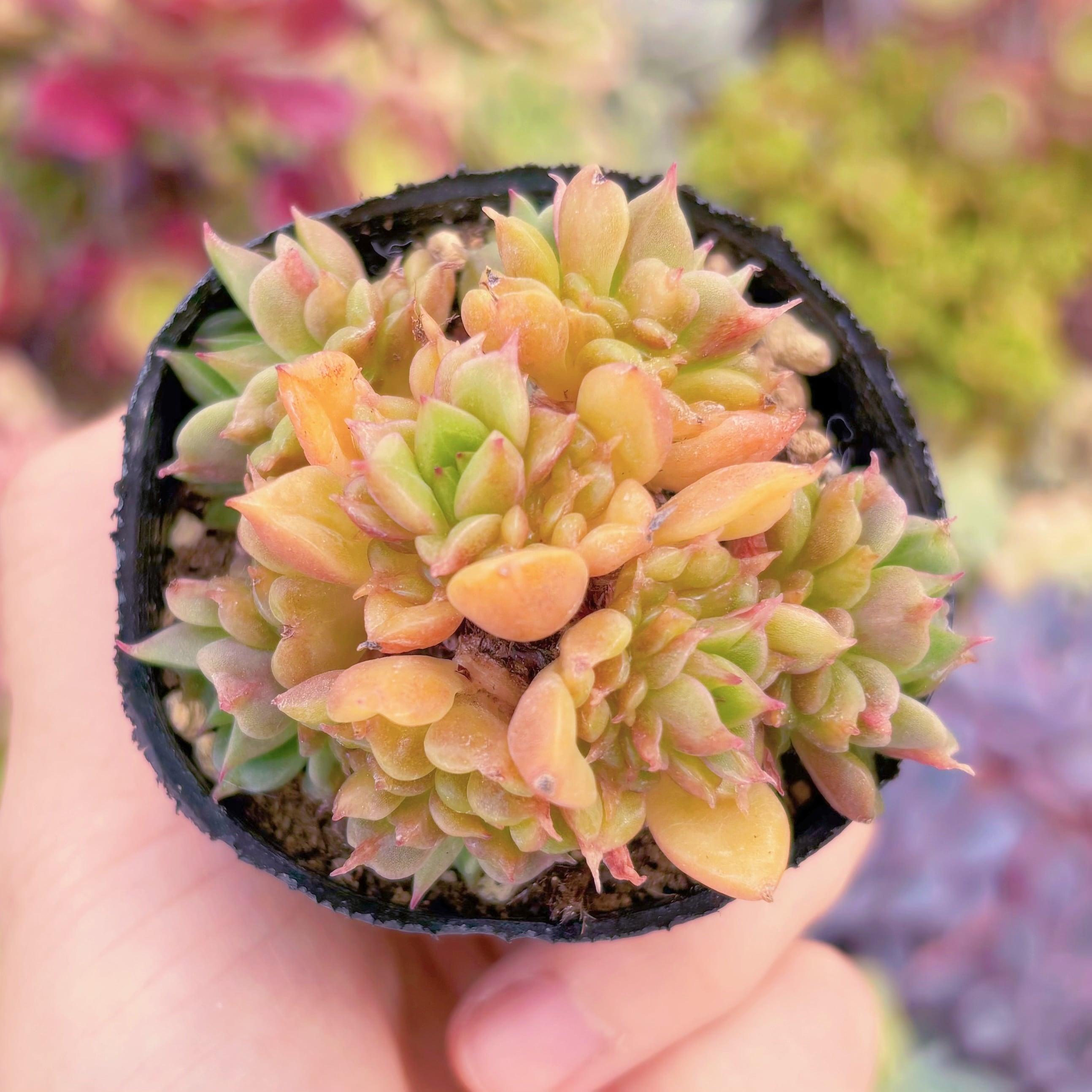 現品　テスラ#661　群生　るる農園