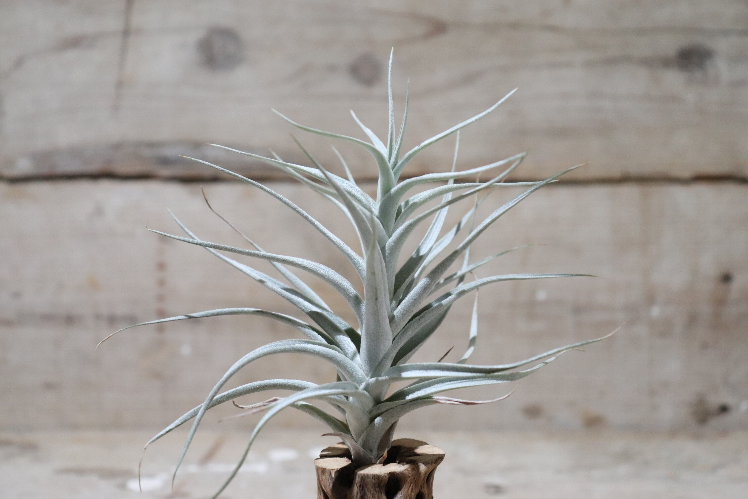エアプランツ 注目のエアプランツ – Air Plant Hub