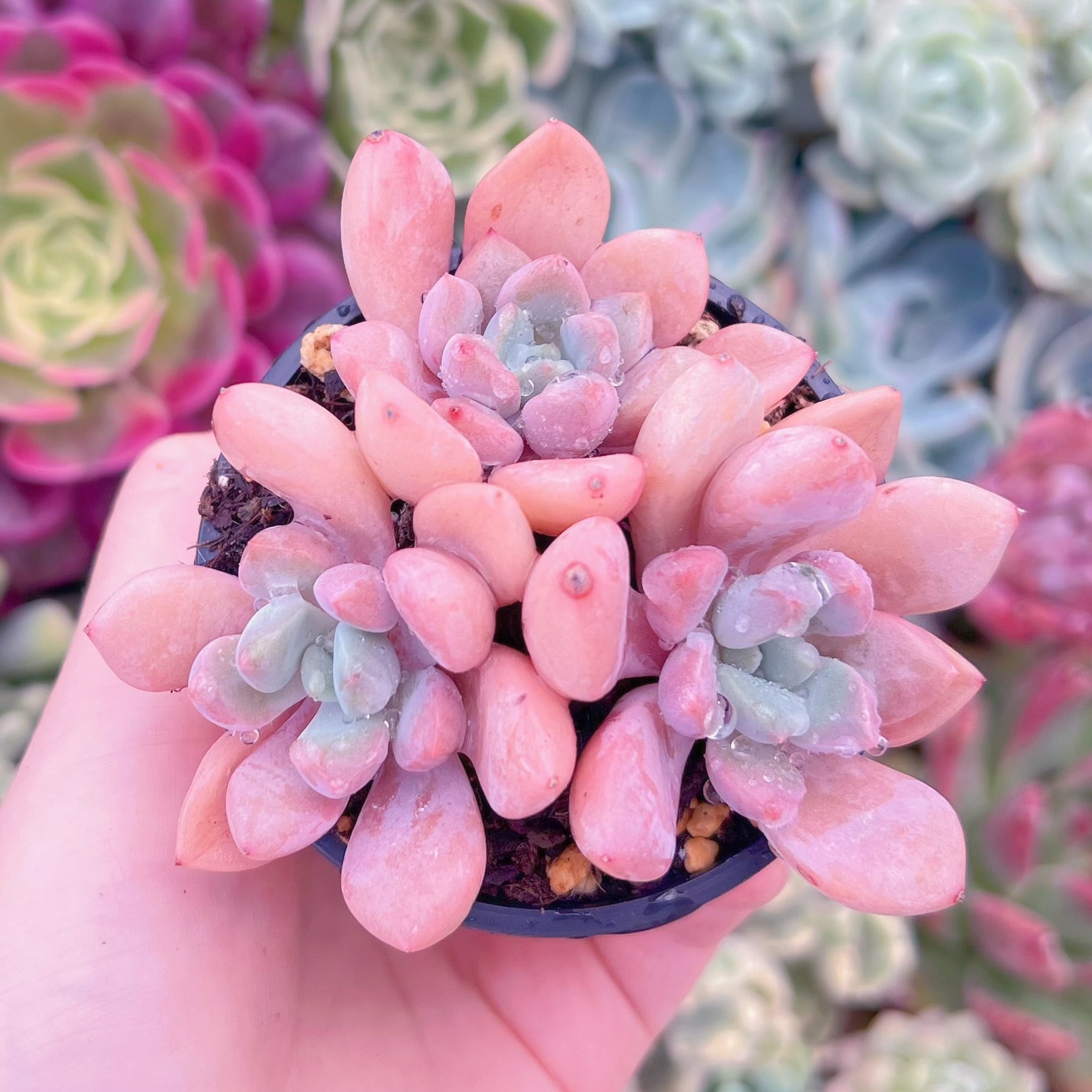 現品　白鷺#F223　るる農園