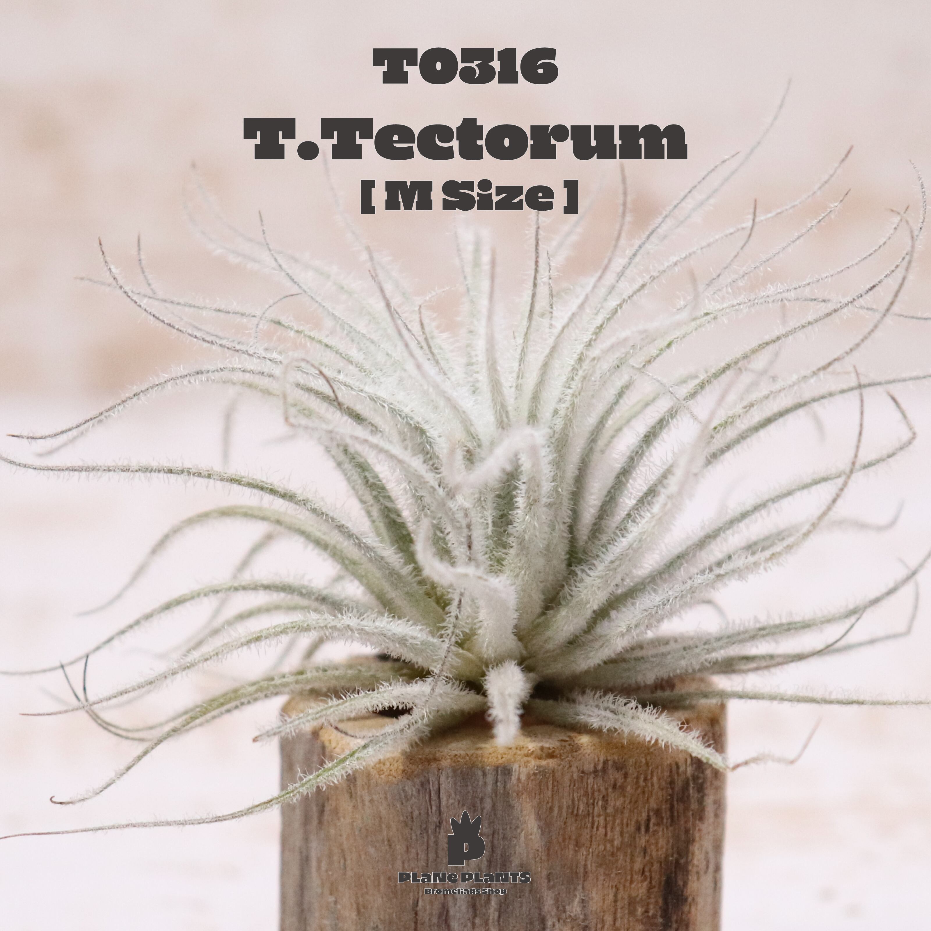 【送料無料】テクトラム M〔エアプランツ〕現品発送T0316