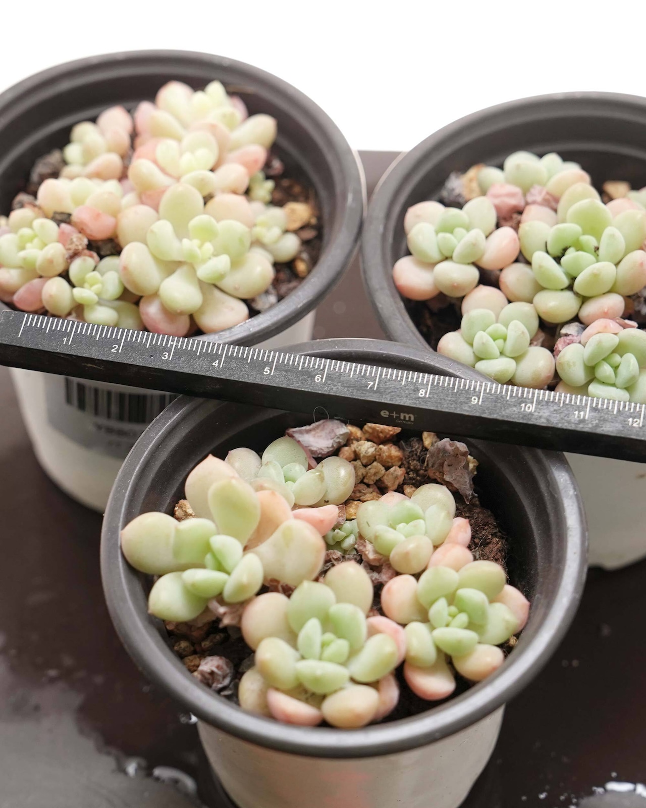 抜き苗 バブルガム 群生 群生 Echeveria 'Bubble Gum'