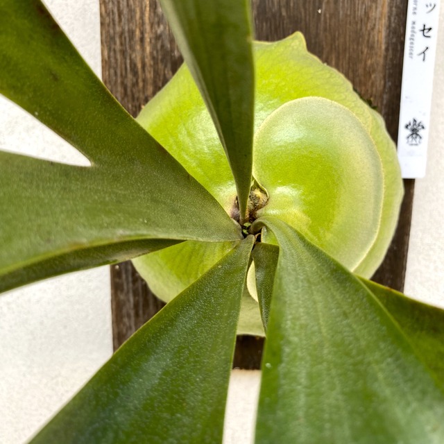 ビカクシダ アルキコルネ マダガスカル PLATYCERIUM ALCICORNE MADAGASCAR Mogu Phyte Plants