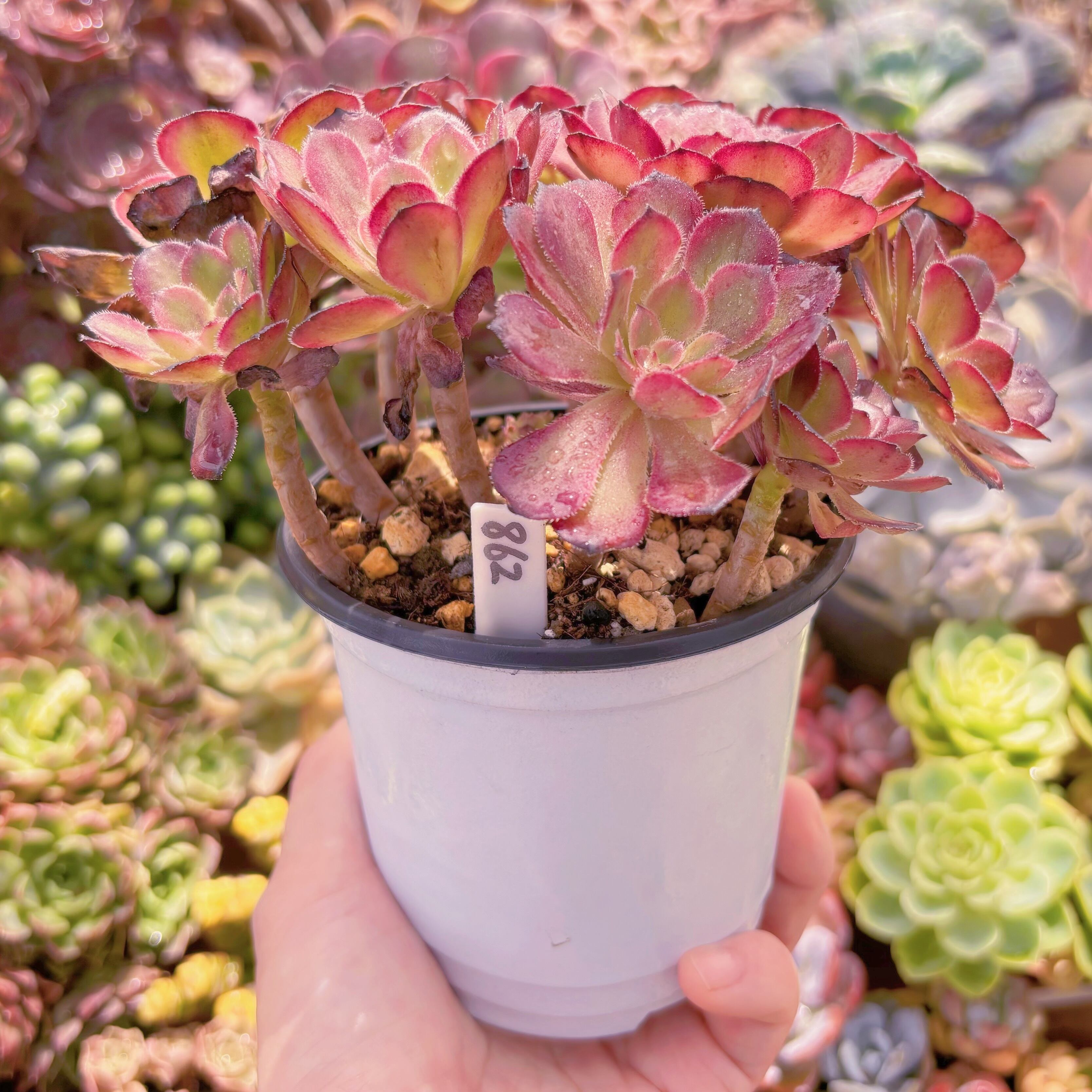 チェリー 多肉植物 現品 ブラックチェリー#862 大群生 るる農園 | るる農園~多肉植物専門