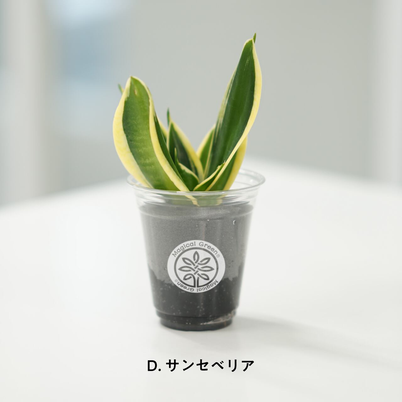 マジカルグリーン Magical Green ４個セット ツクリガタリ ていねいなくらしを彩るこだわりのアイテム