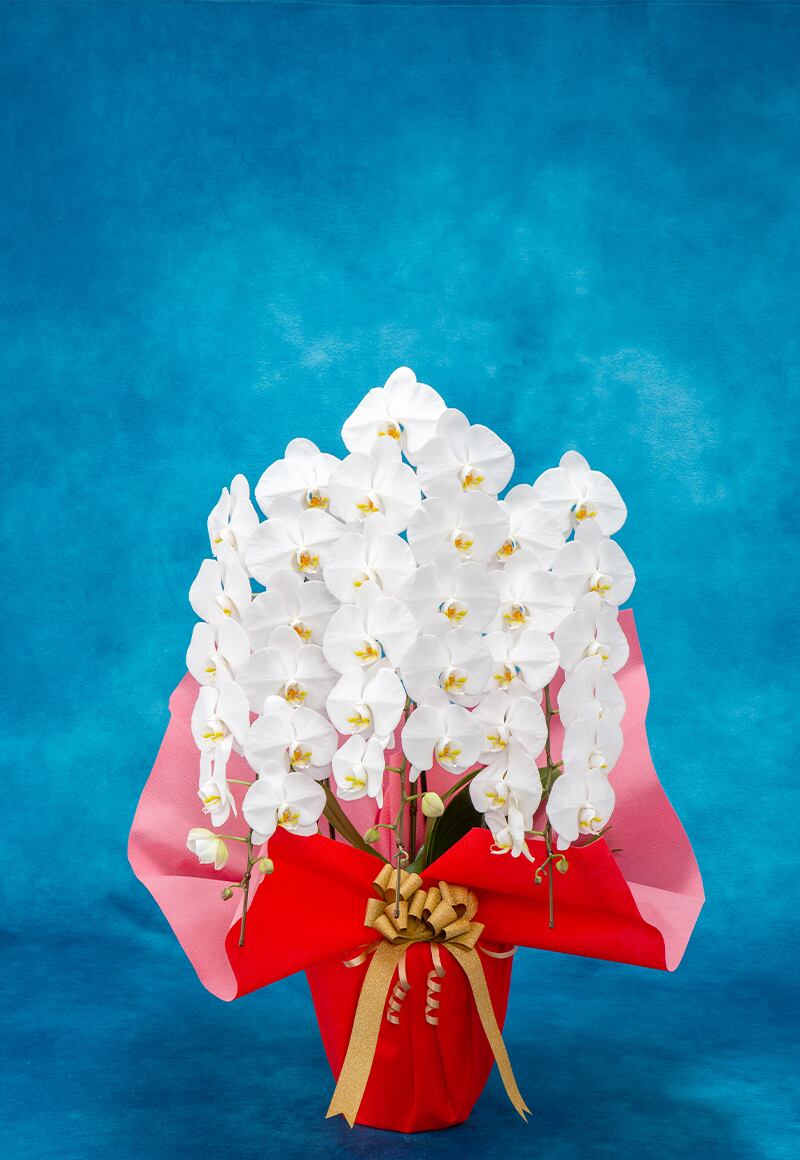 胡蝶蘭(45輪前後)3本立ち