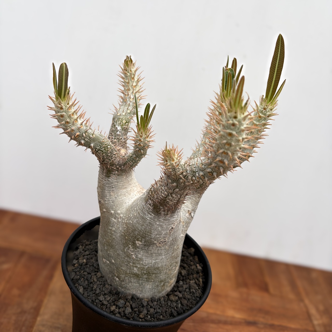 Pachypodium rosulatum var. inopinatum 【パキポディウム・イノピナツム】