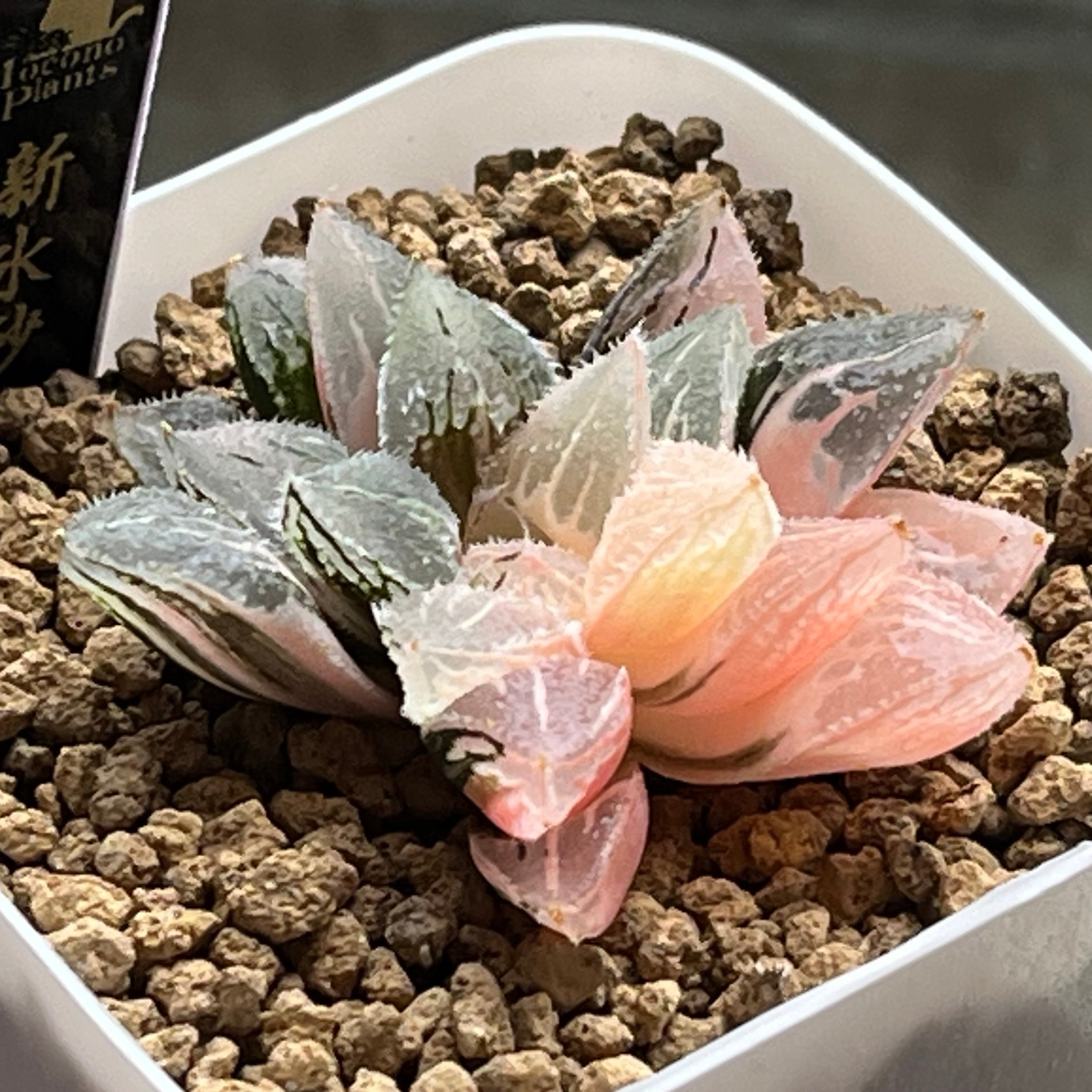 ハオルチア スターズフェアリー ハオルチア スターズフェアリー | mocono_plants