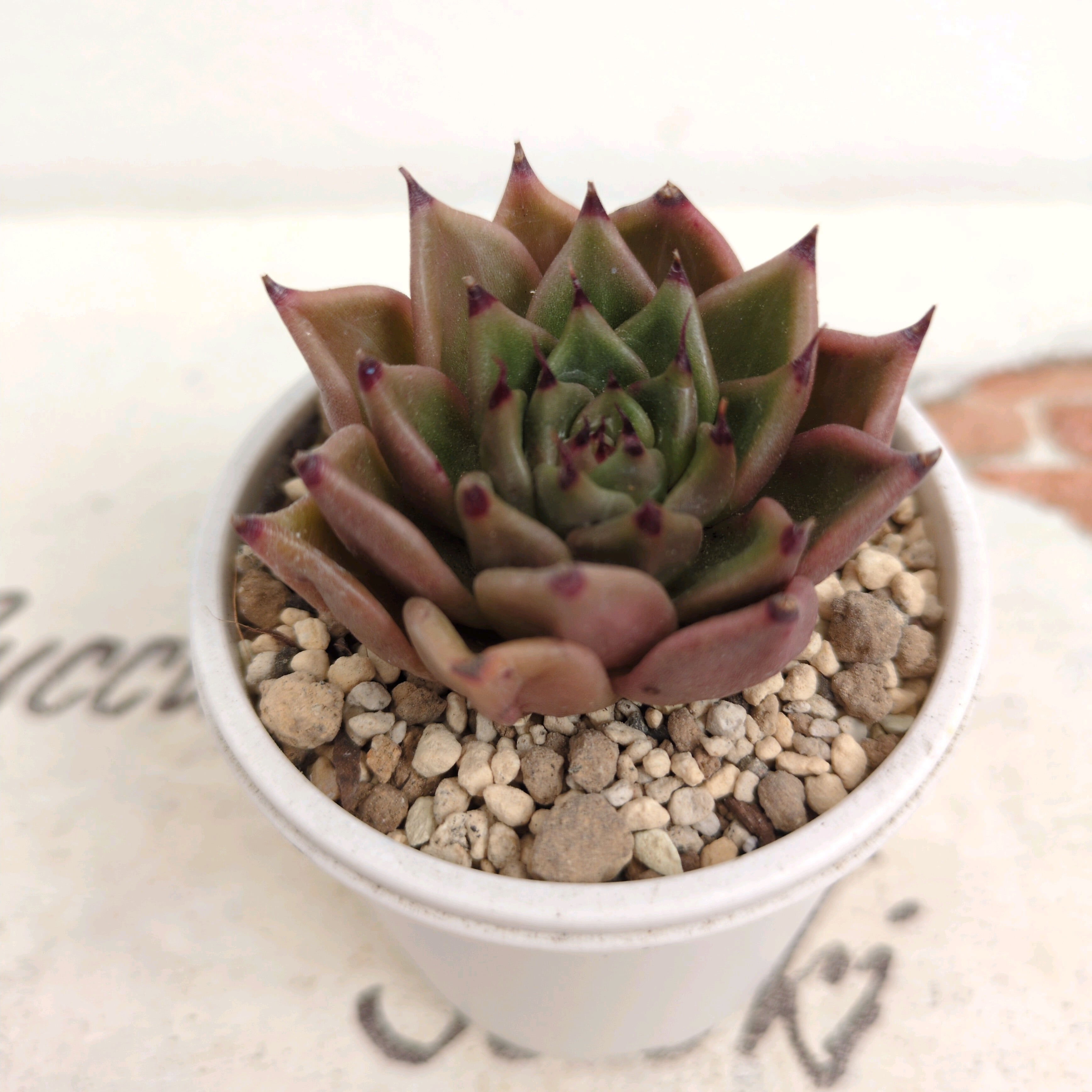 多肉植物 アエオニウム 孔雀白錦 美苗 #孔3 | Pay ID